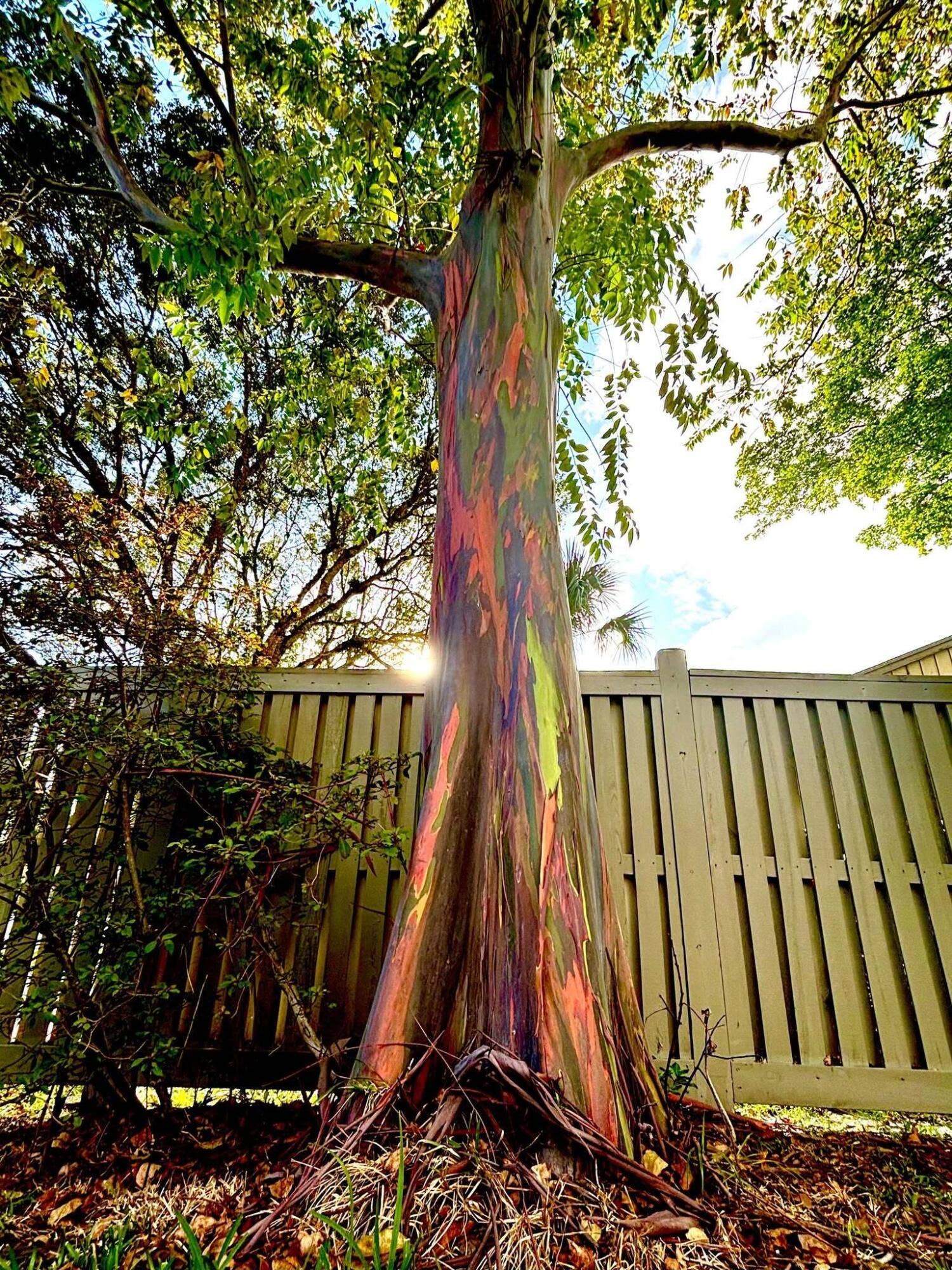 Rainbow Tree - Changes Color All Year