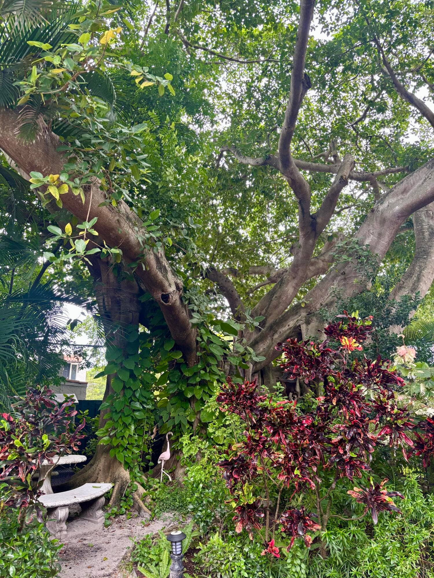 Banyan tree photo from Ken