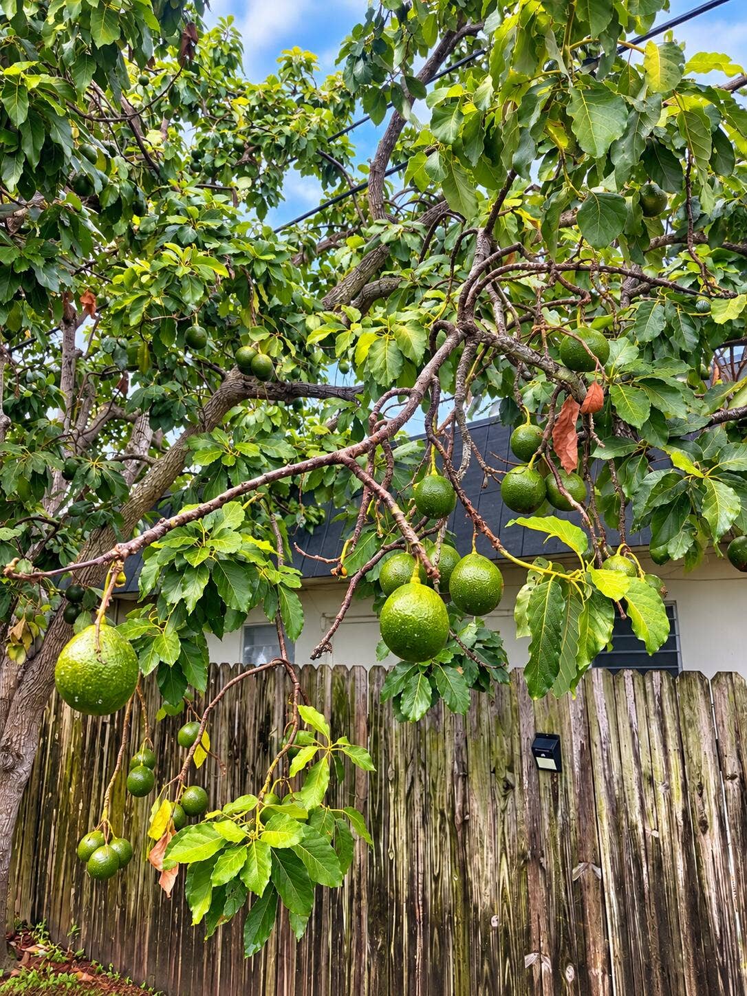 560 SE 23RD Avenue, #1, Pompano Beach, Pompano Beach, FL 33062 Lush Backyard Avocado Tree Canopy