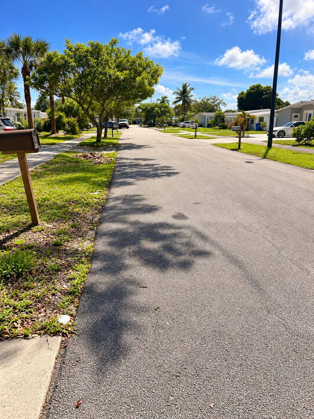 Sunny Palm-Lined Suburban Street