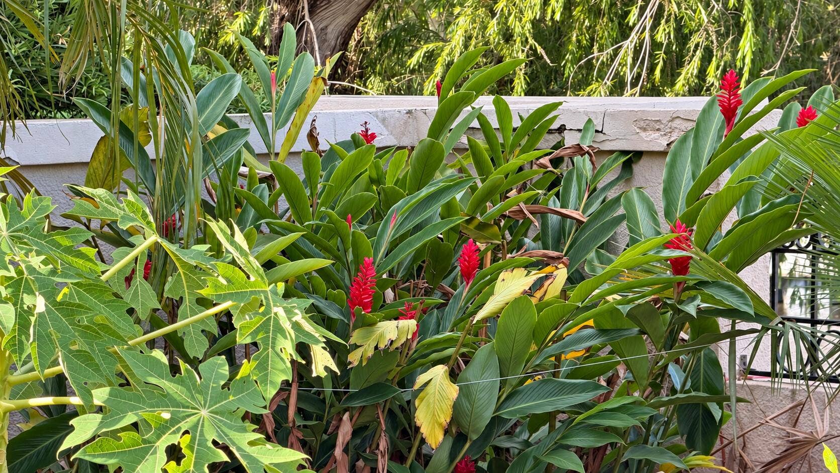Sunlit estate garden with red flowers-1