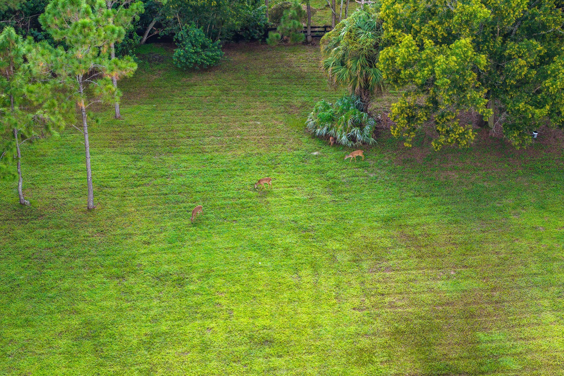 Deers on the property