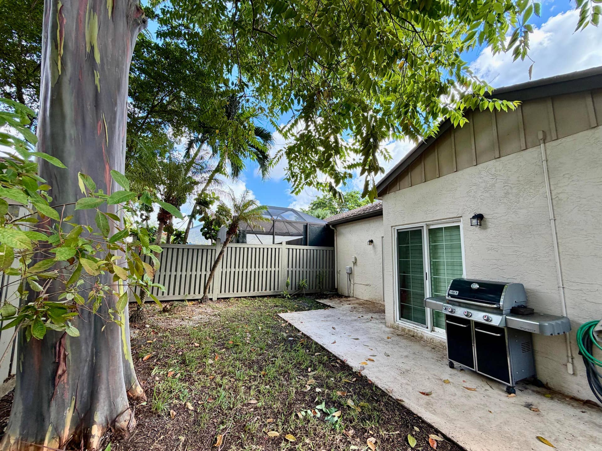 Backyard (with Rainbow Tree)