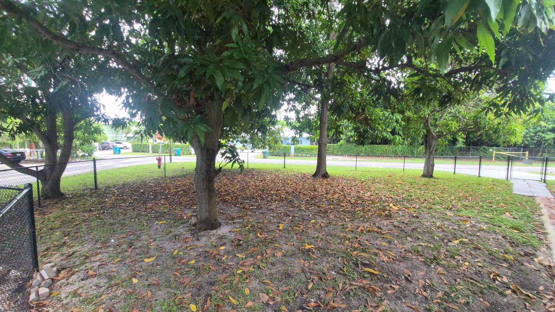 fenced front yard