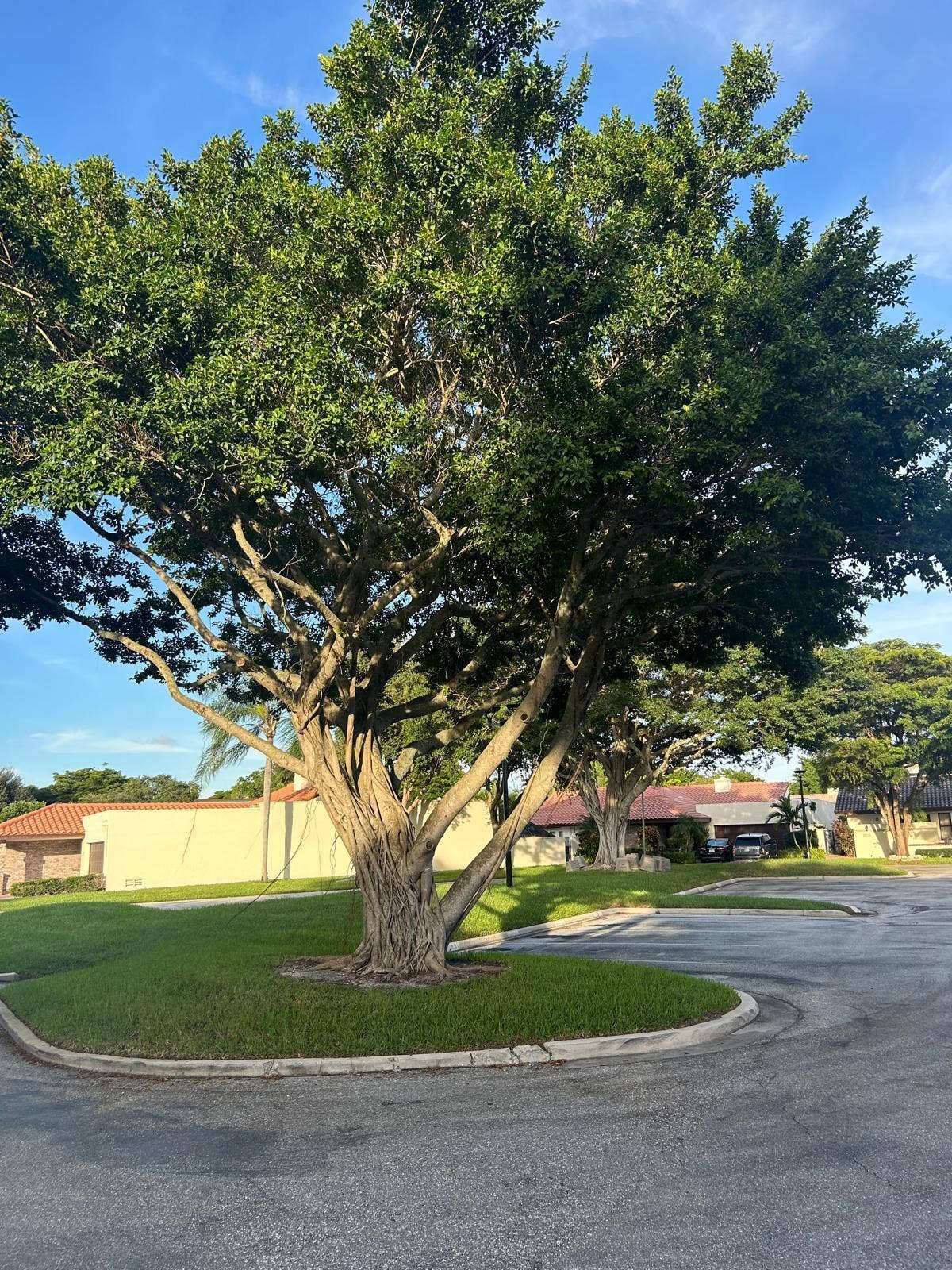 6945 PALMAR Court, Boca Raton, Boca Raton, FL 33433 Banyan Tree across the street