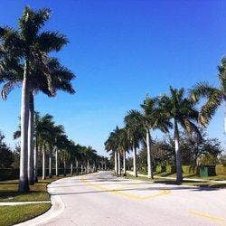 9542 Lantern Bay Circle, West Palm Beach, FL 33411 Street with palm trees