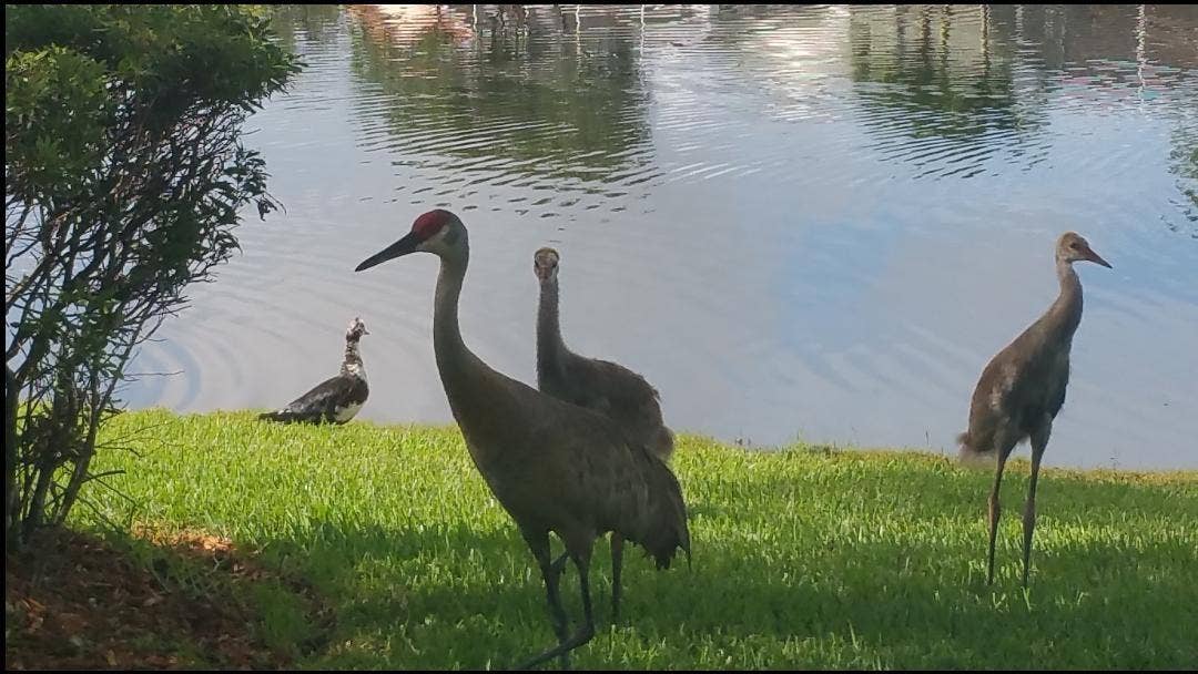 9542 Lantern Bay Circle, West Palm Beach, FL 33411 Cranes & Ducks