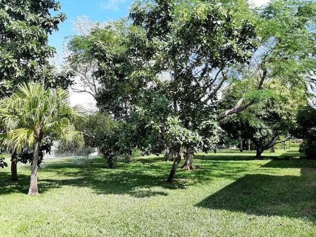 fruit trees