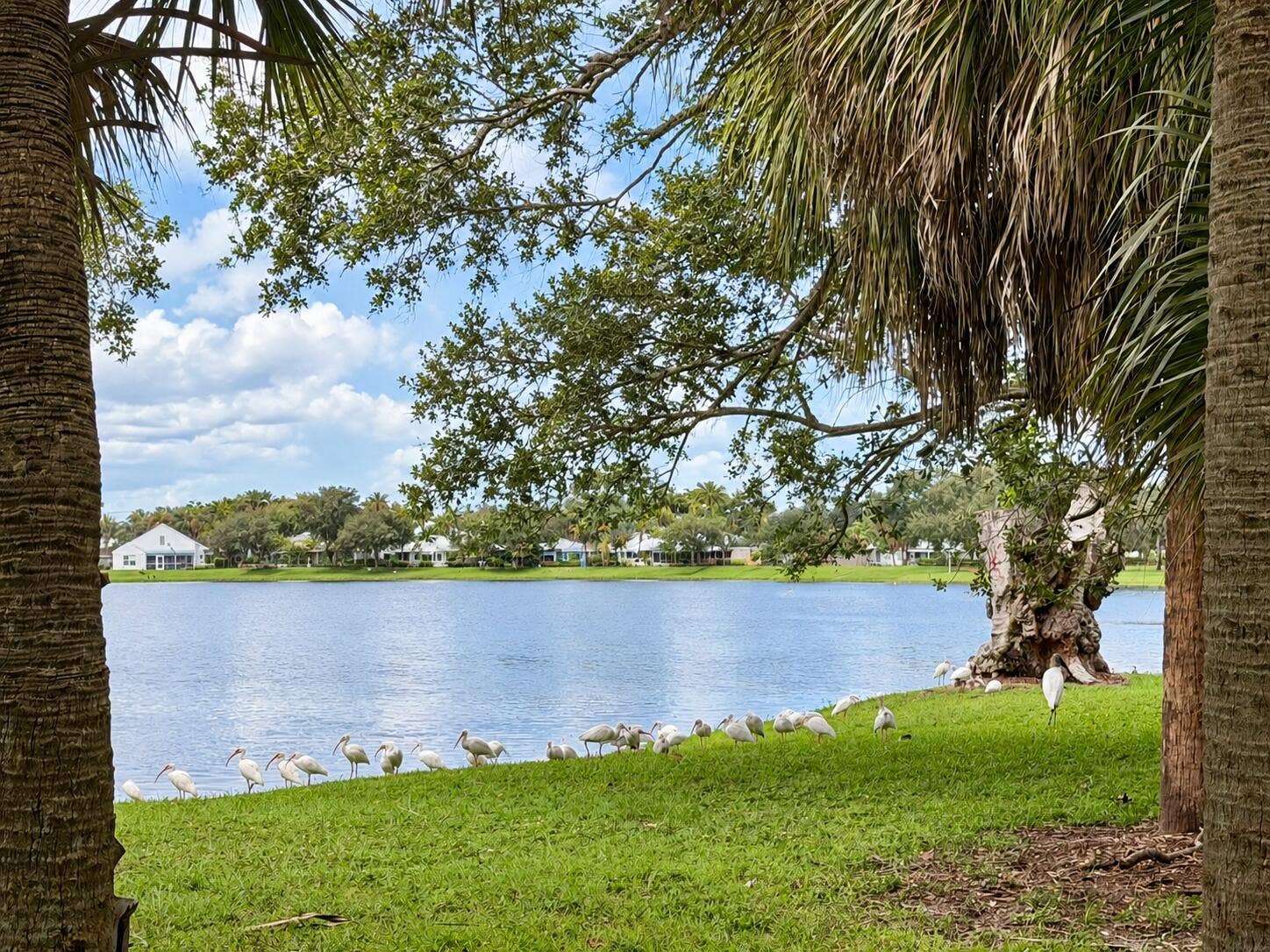 1081 Bedford Avenue, Palm Beach Gardens, FL 33403 Ibises and Egret just wading around :-)