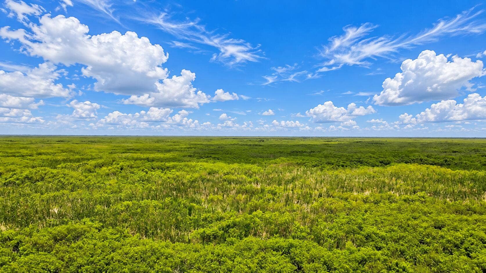 Vast Marshland Under Blue Skies