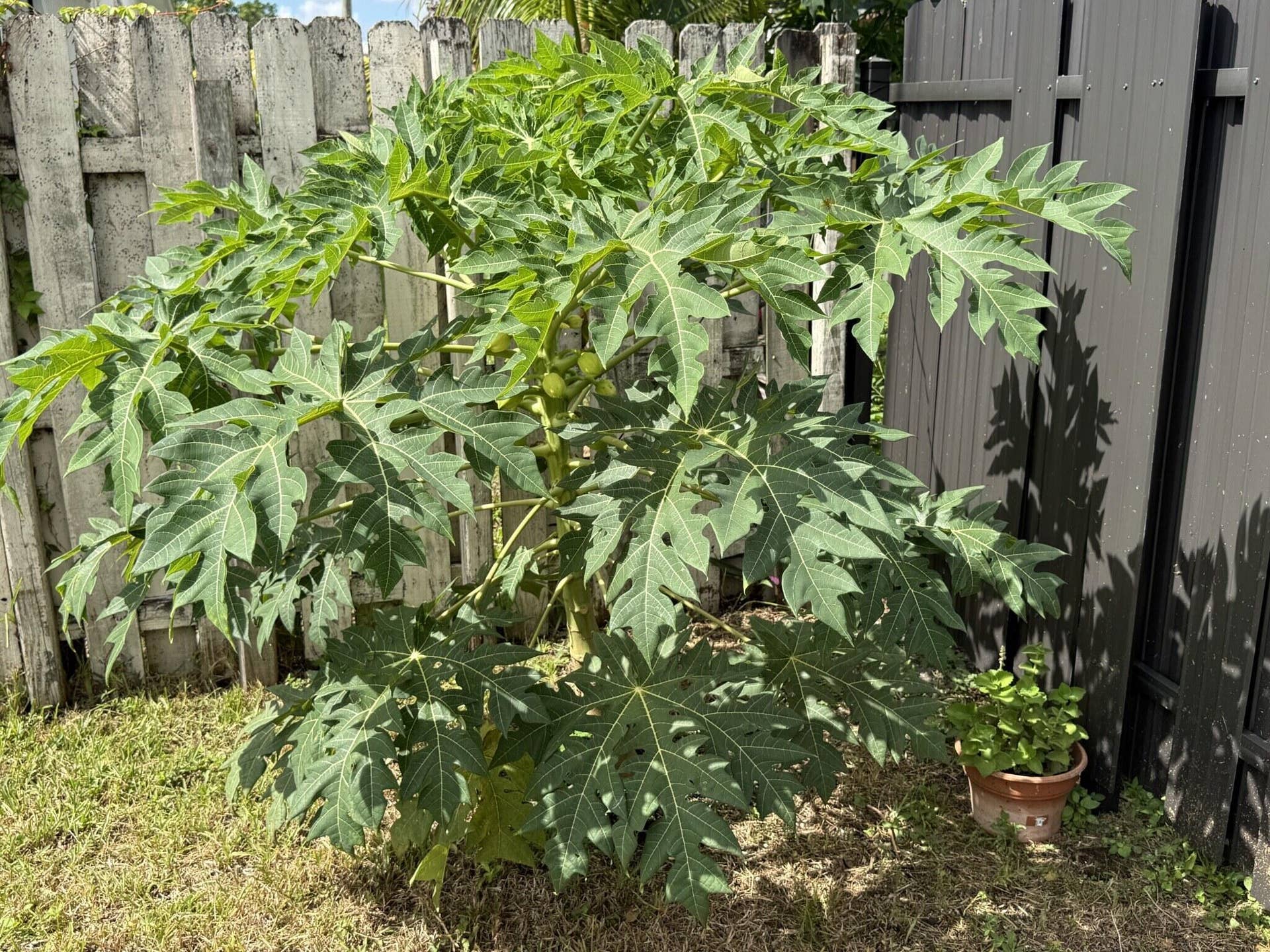 2287 NW 81ST Avenue, Sunrise, FL 33322 Papaya tree