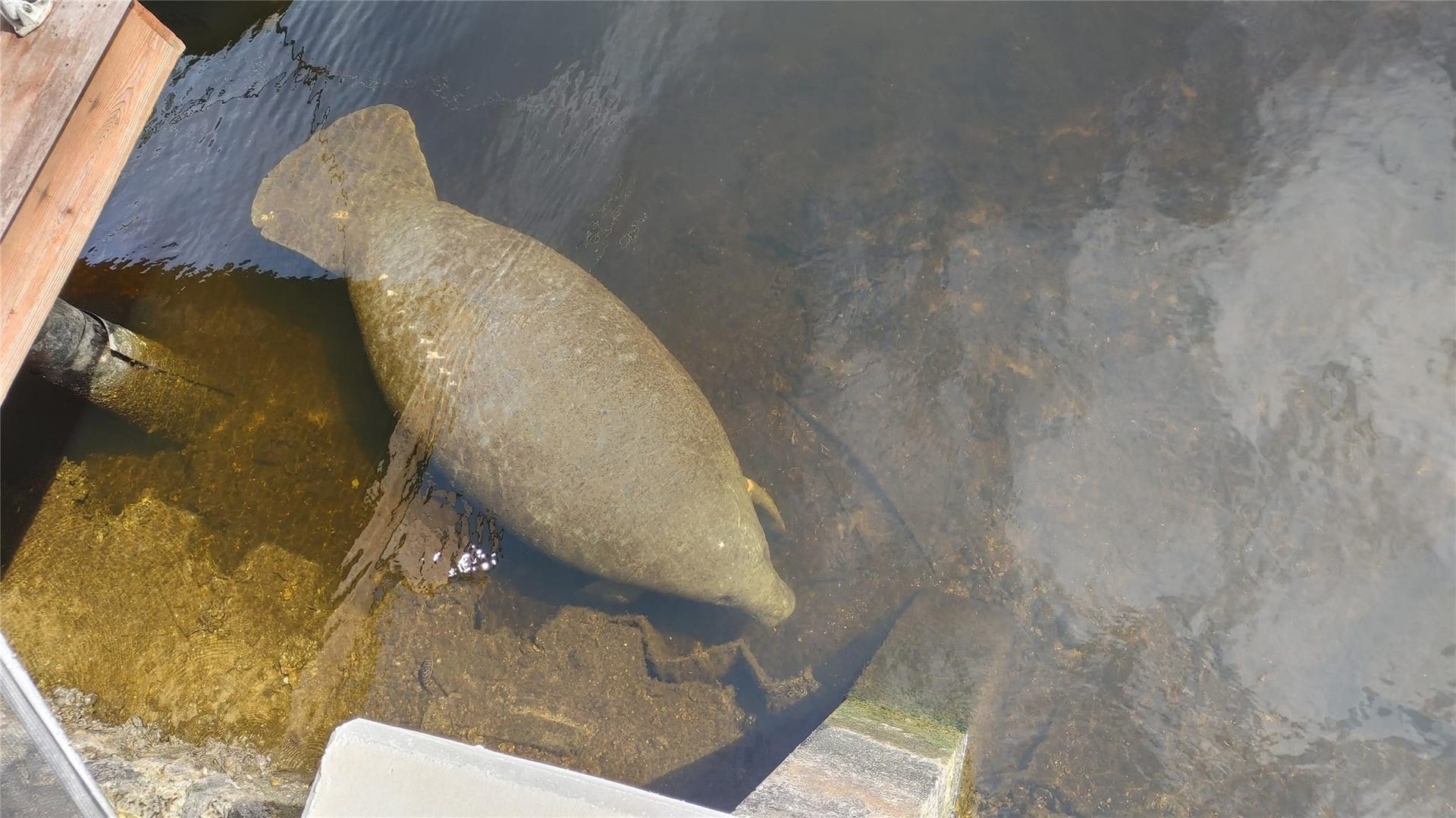 1806 NE 22ND Terrace, Fort Lauderdale, Fort Lauderdale, FL 33305 Enjoy Florida's wildlife, don't ride the manatees.