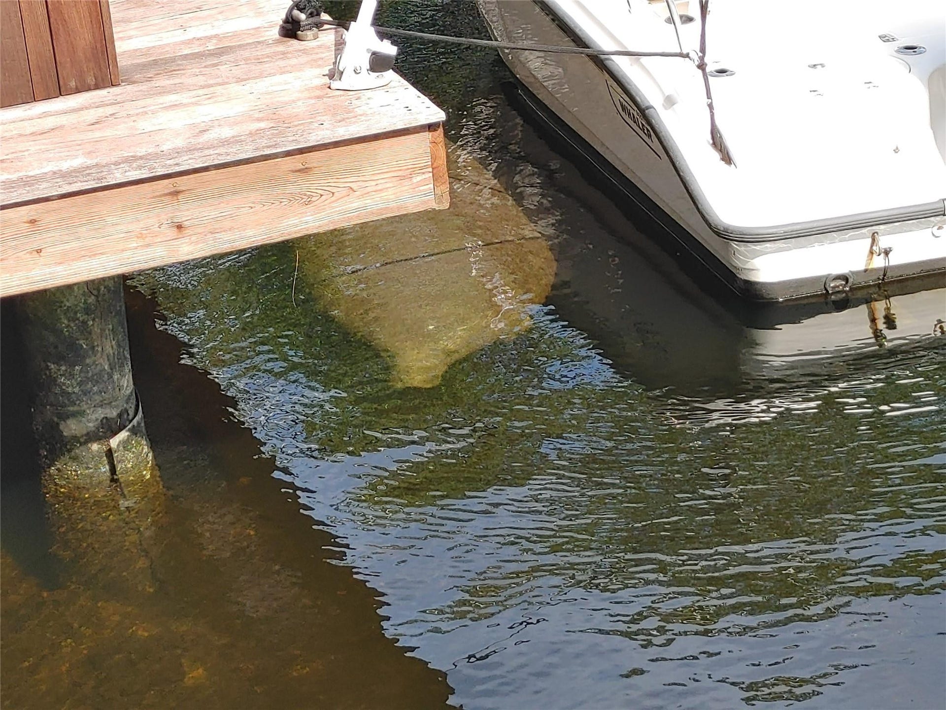 1806 NE 22ND Terrace, Fort Lauderdale, Fort Lauderdale, FL 33305 Enjoy Florida's wildlife, don't ride the manatees.