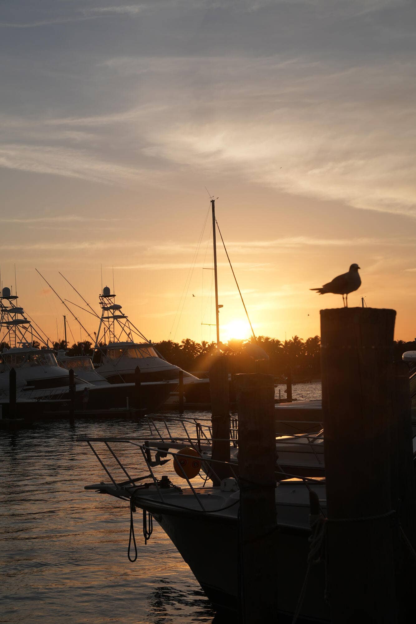 176 Lake Drive, #1102, Palm Beach Shores, FL 33404 Havn_Sunset-with-Pelican