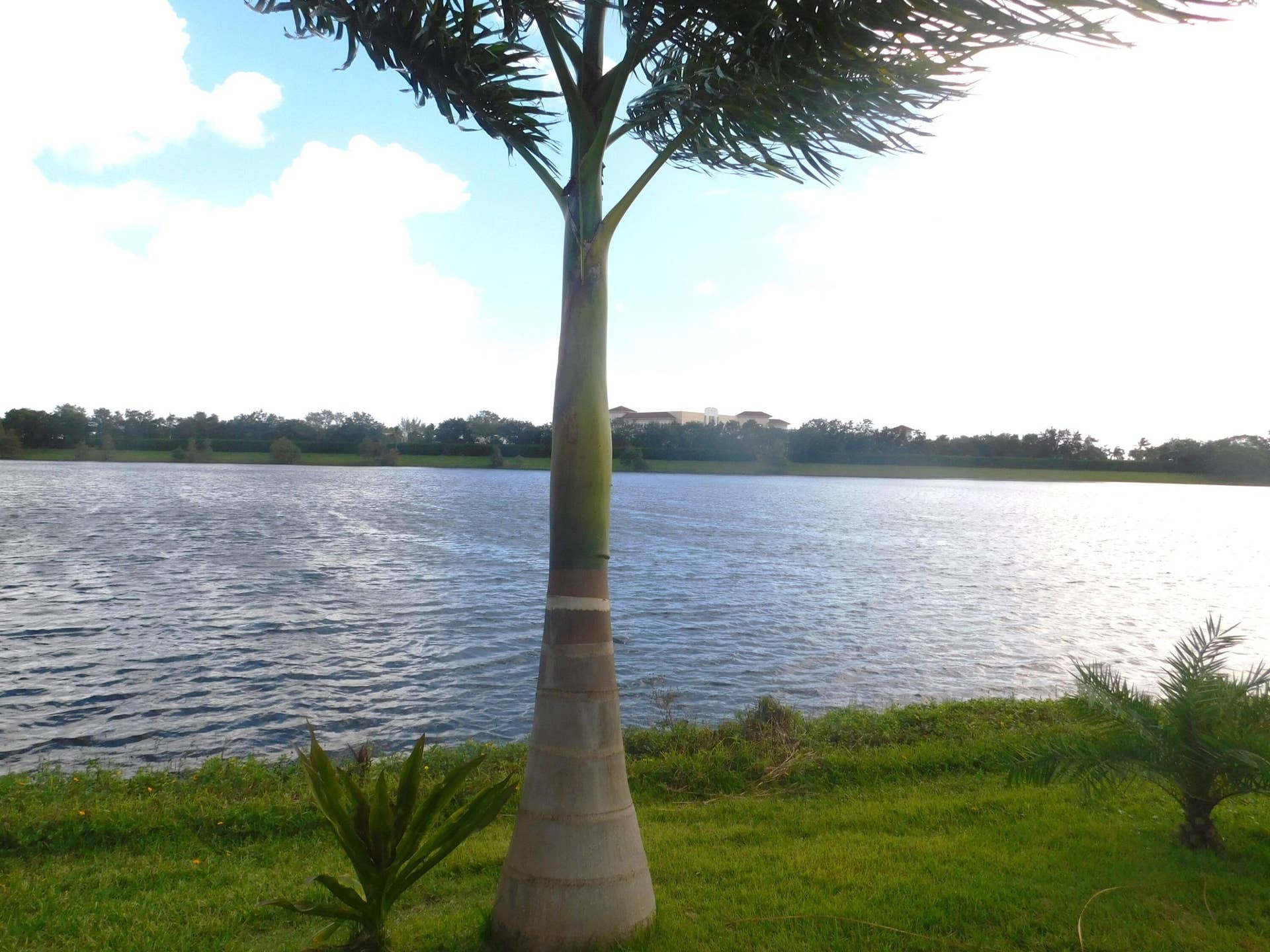 Backyard view