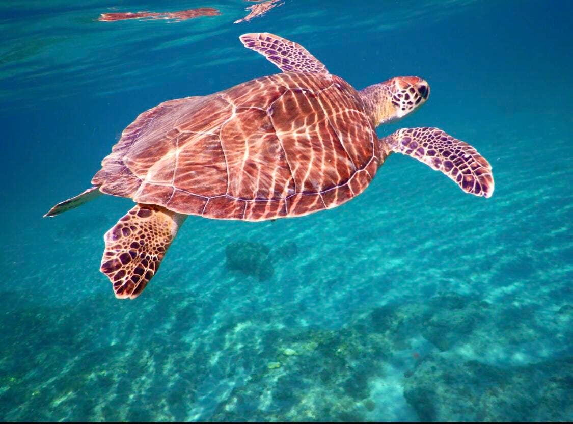 Swim with the turtles