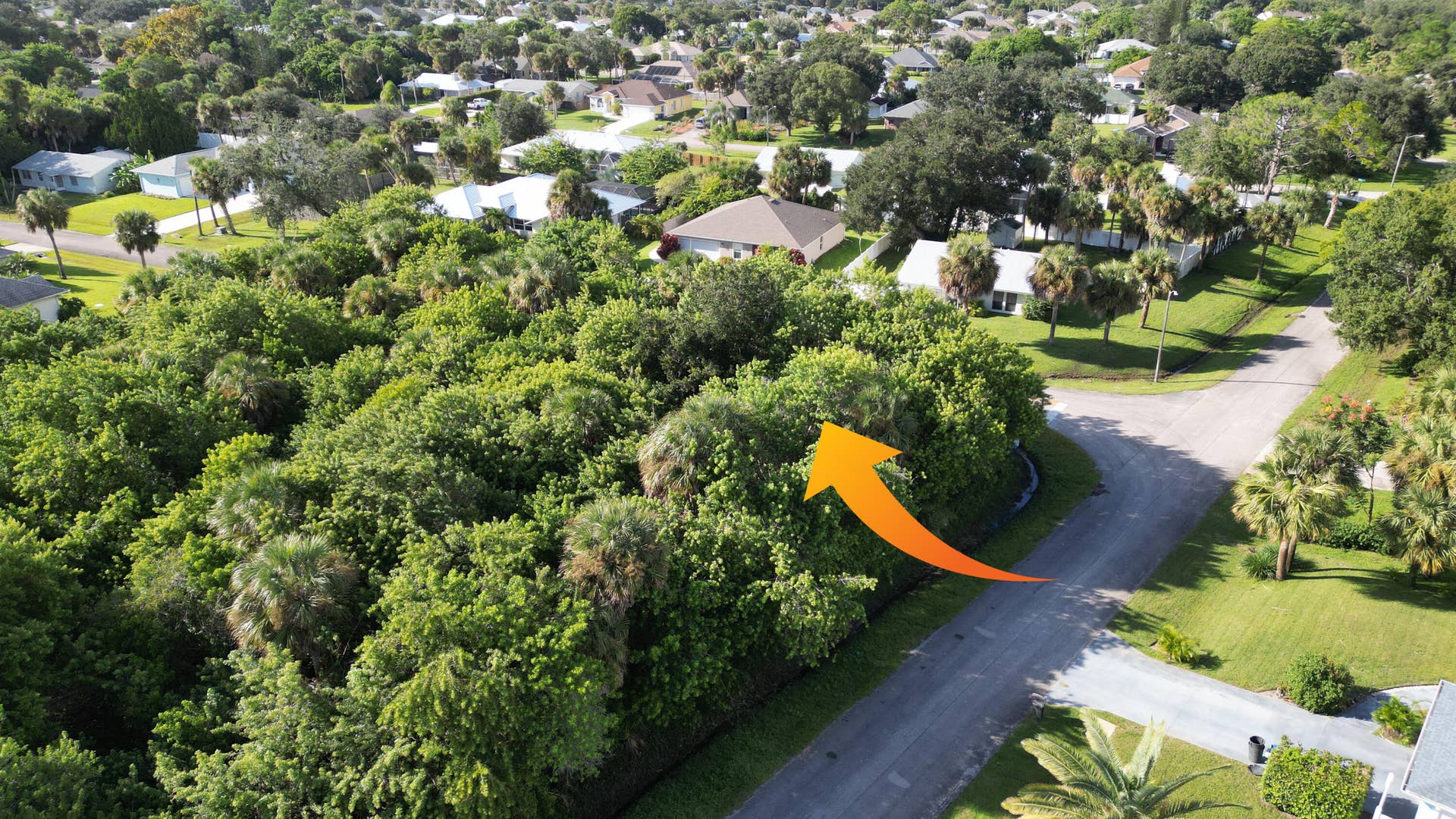 Vacant lot featuring mature native trees and dense foliage cover