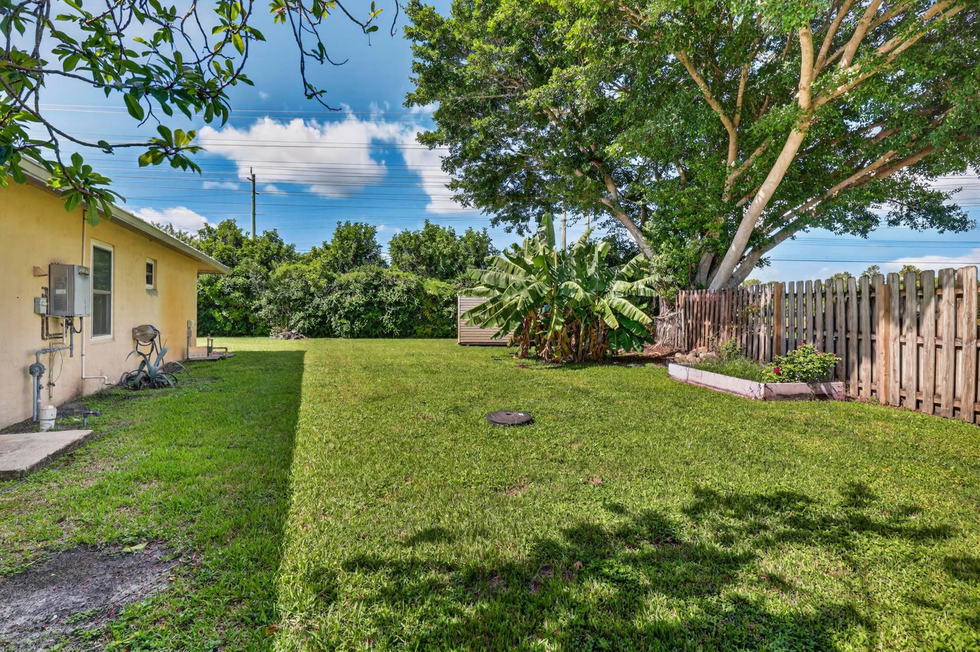 Yard With Banana Tree