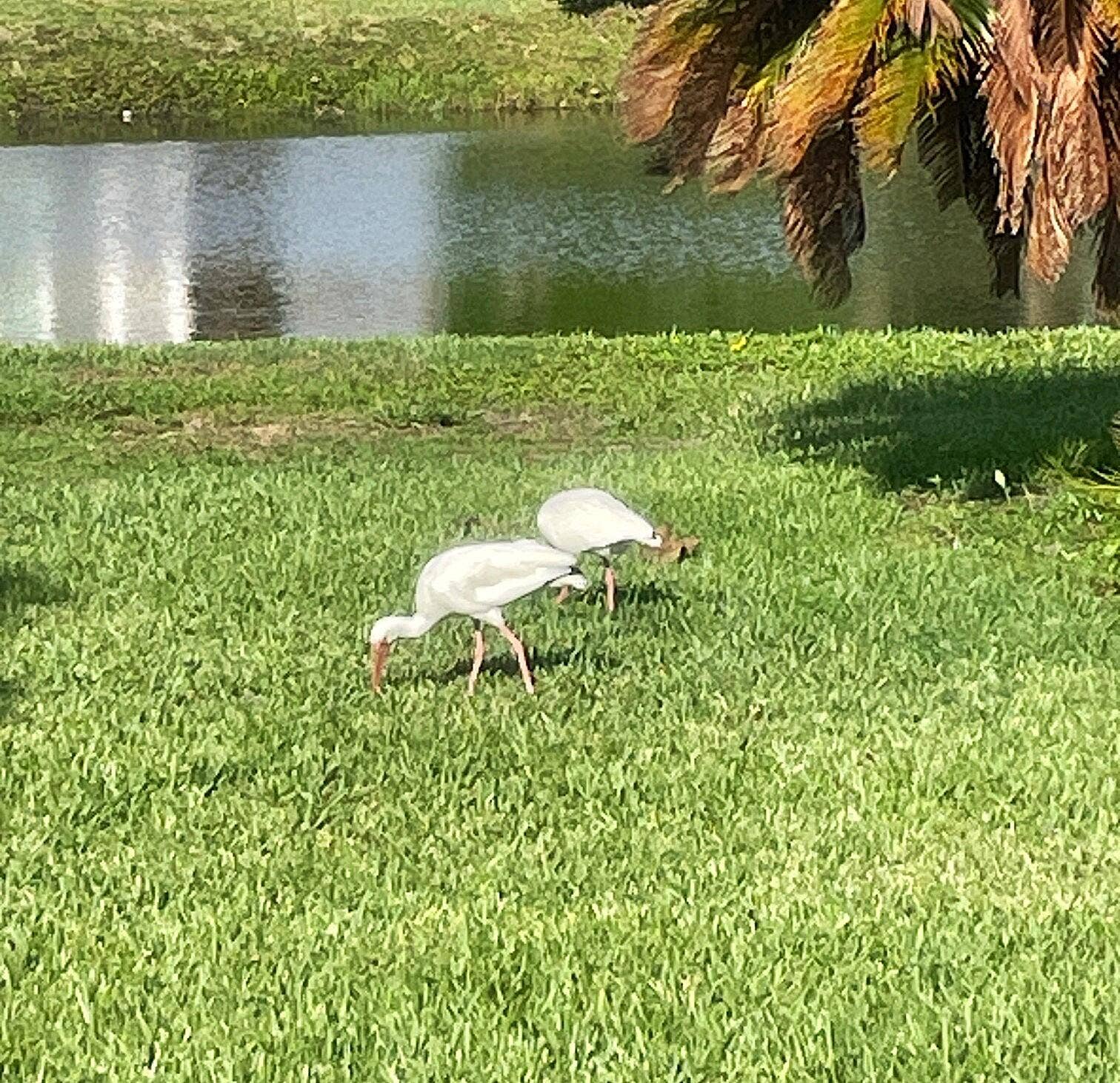 Birds