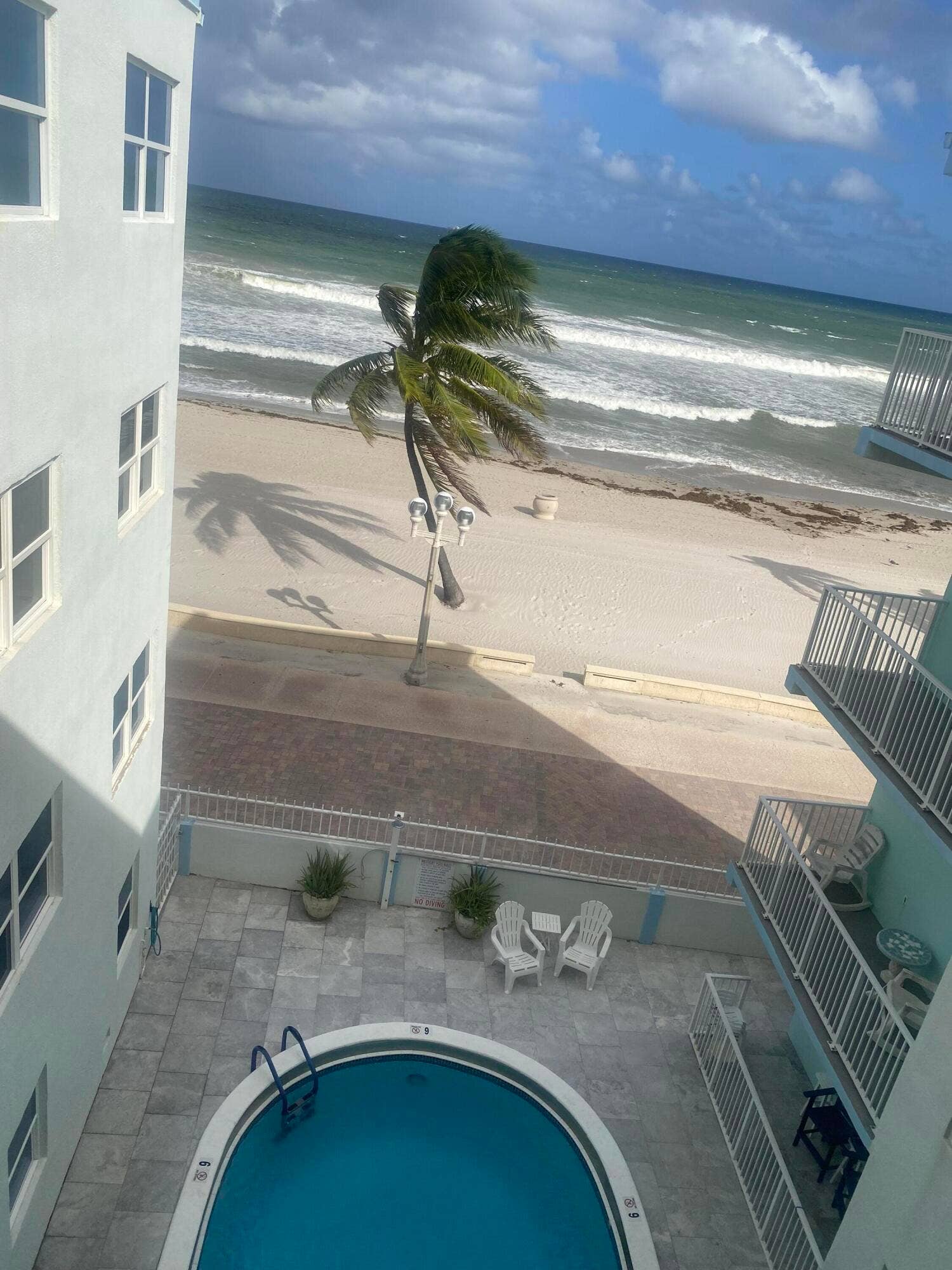 Westbury Palm Tree