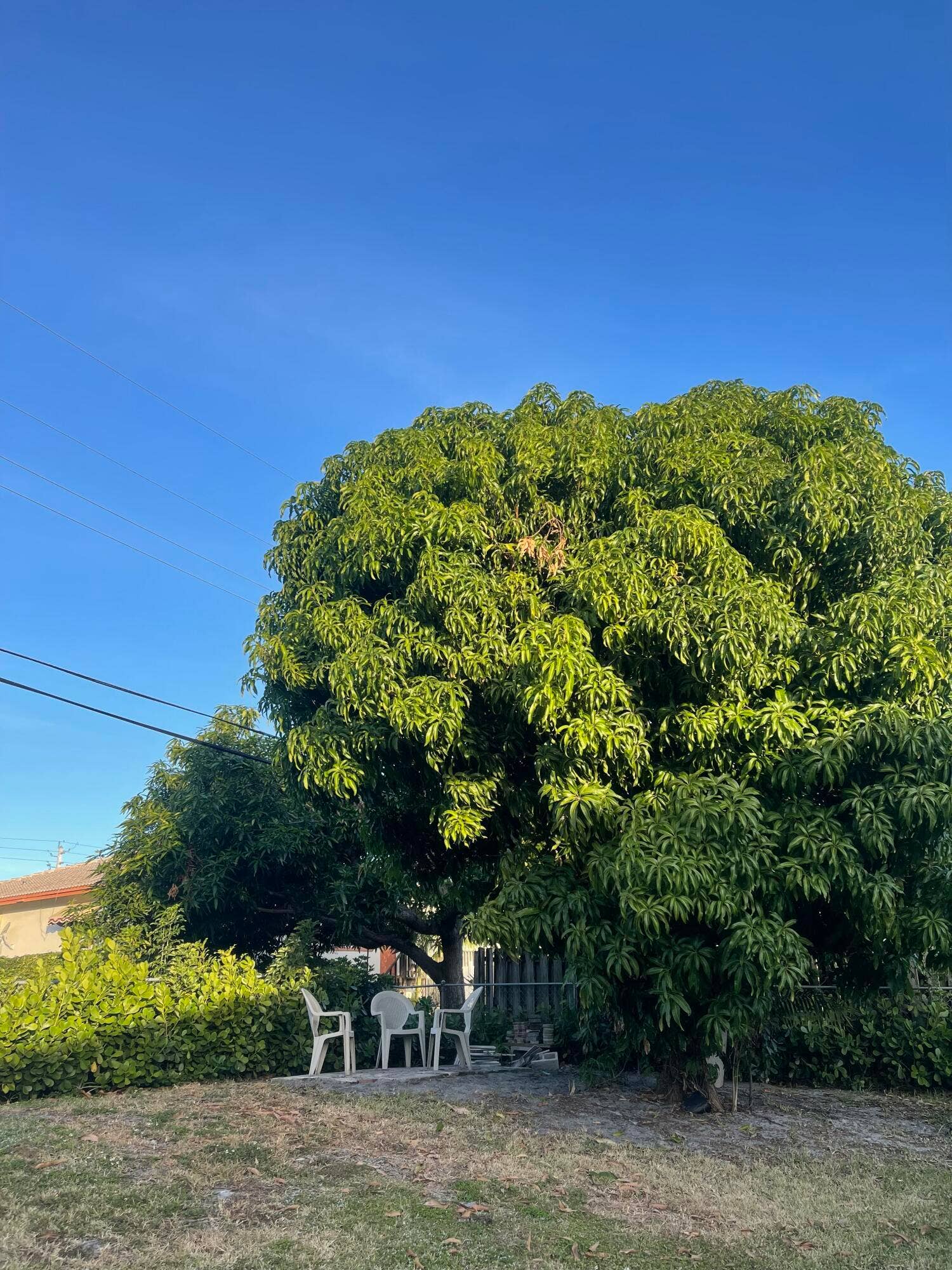 235 NW 3rd Court, Boca Raton, FL 33432 Mango tree back of the house