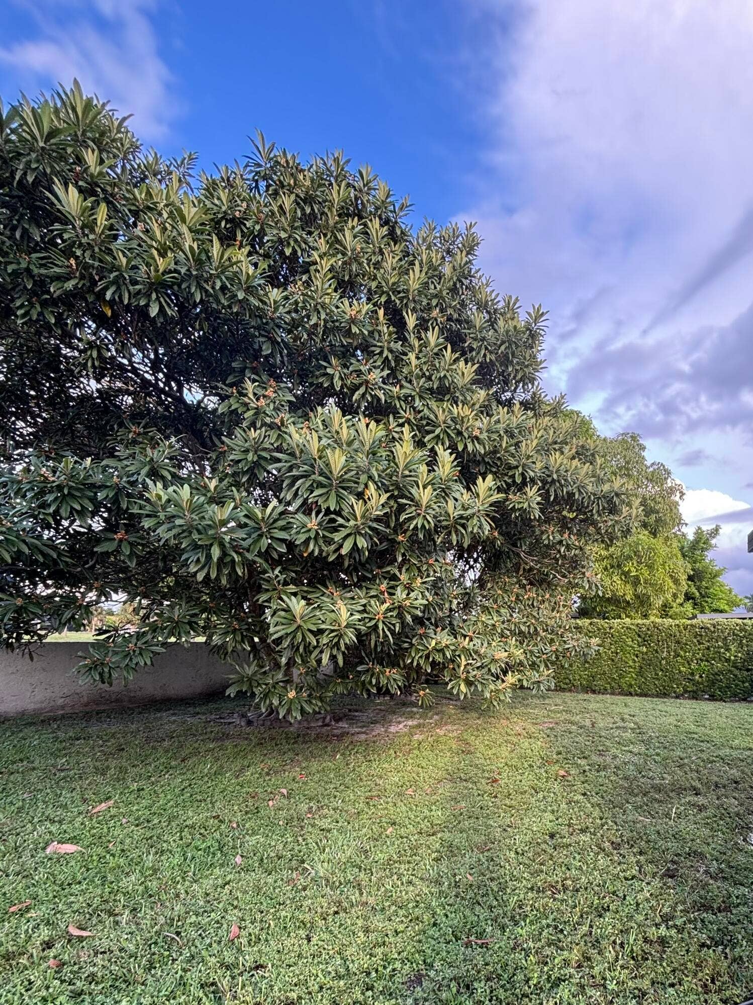 9521 NW 83rd Street, Tamarac, FL 33321 Big Patio with trees