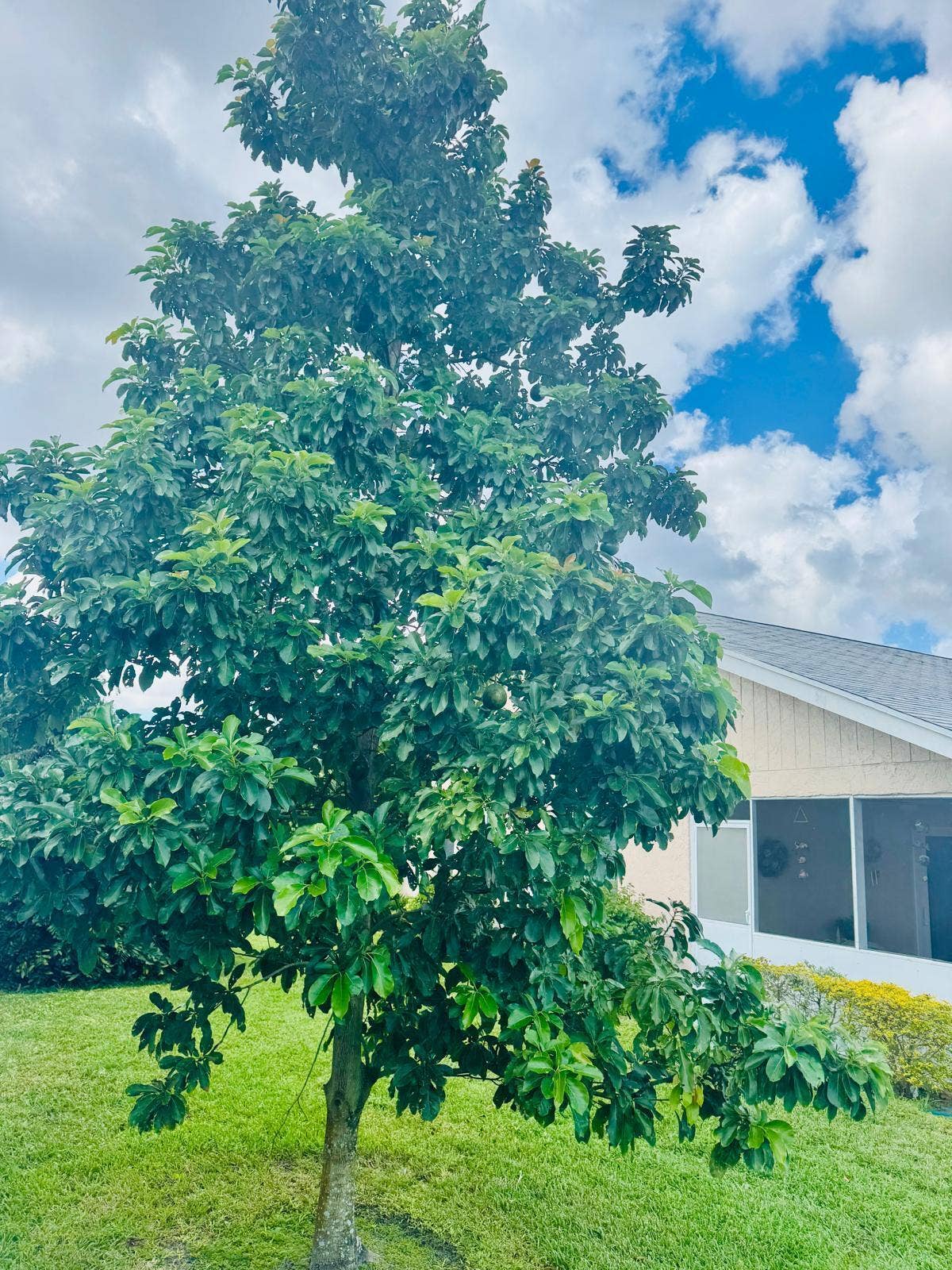Avocado tree with fruits