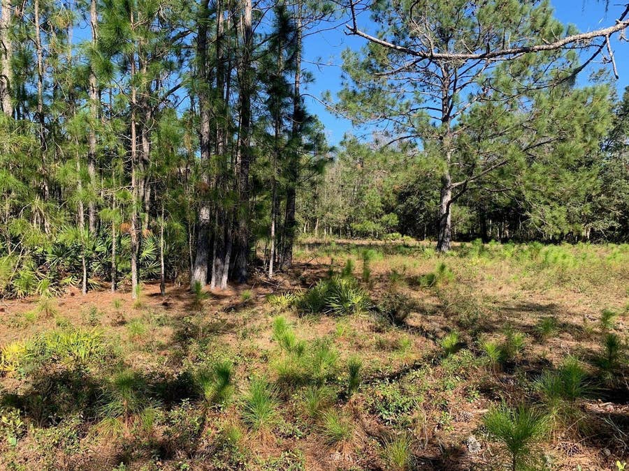 Property photo for 0 Poyner Road, Polk City, FL