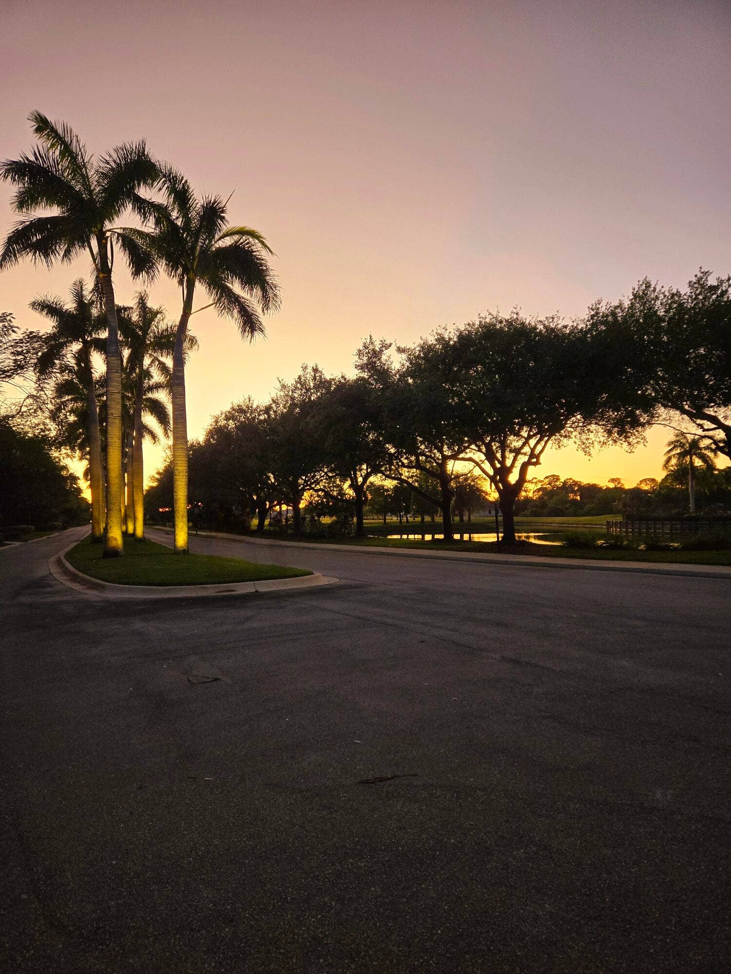 Twilight Entrance with Palm Tree lined road