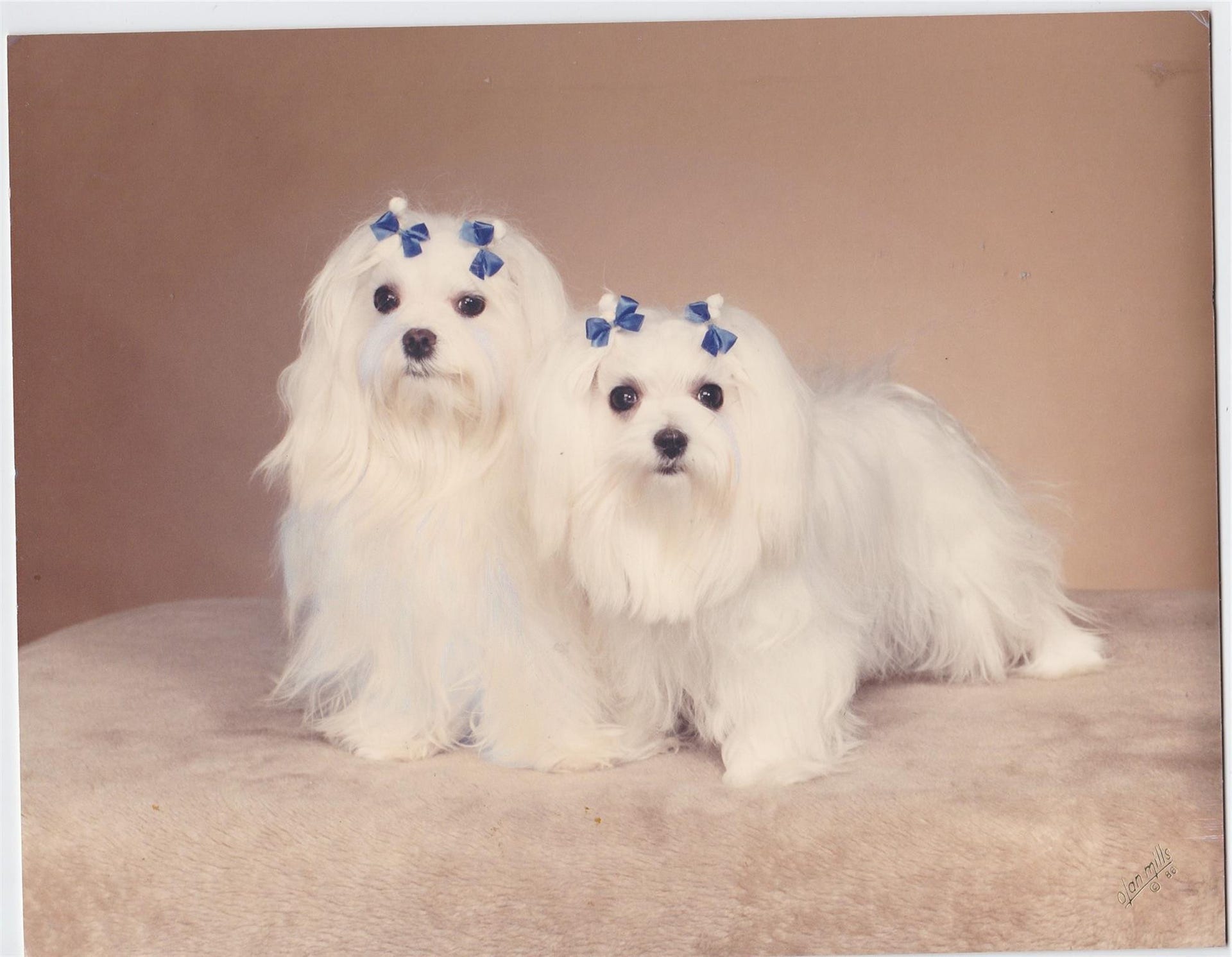 3015 N Ocean Boulevard, #9C, Fort Lauderdale, FL 33308 Pets are welcome! 2 pets, max 20 each