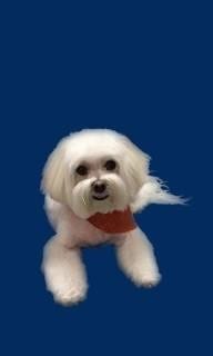 Photo 41