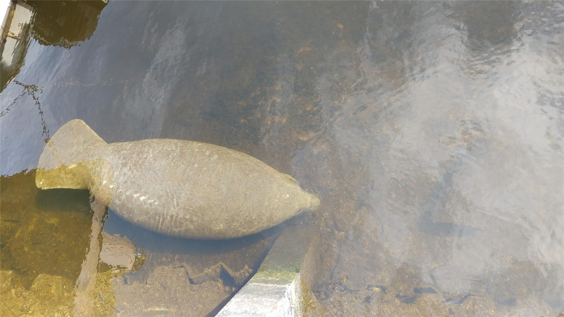 Enjoy Florida's wildlife, don't ride the manatees.