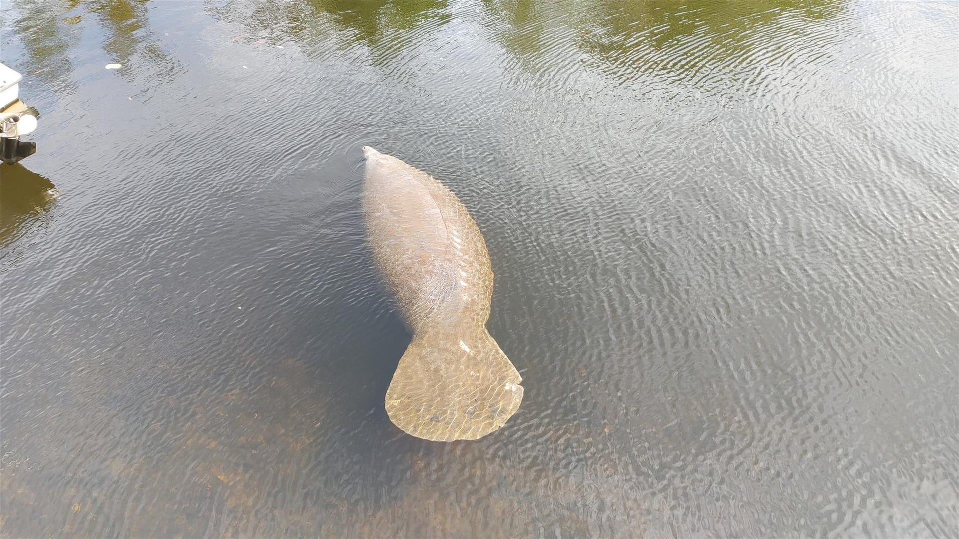 Enjoy Florida's wildlife, don't ride the manatees.
