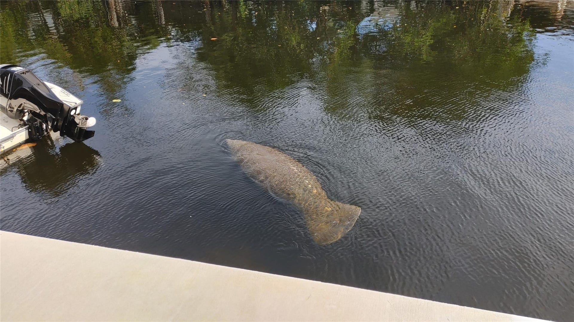 Enjoy Florida's wildlife, don't ride the manatees.
