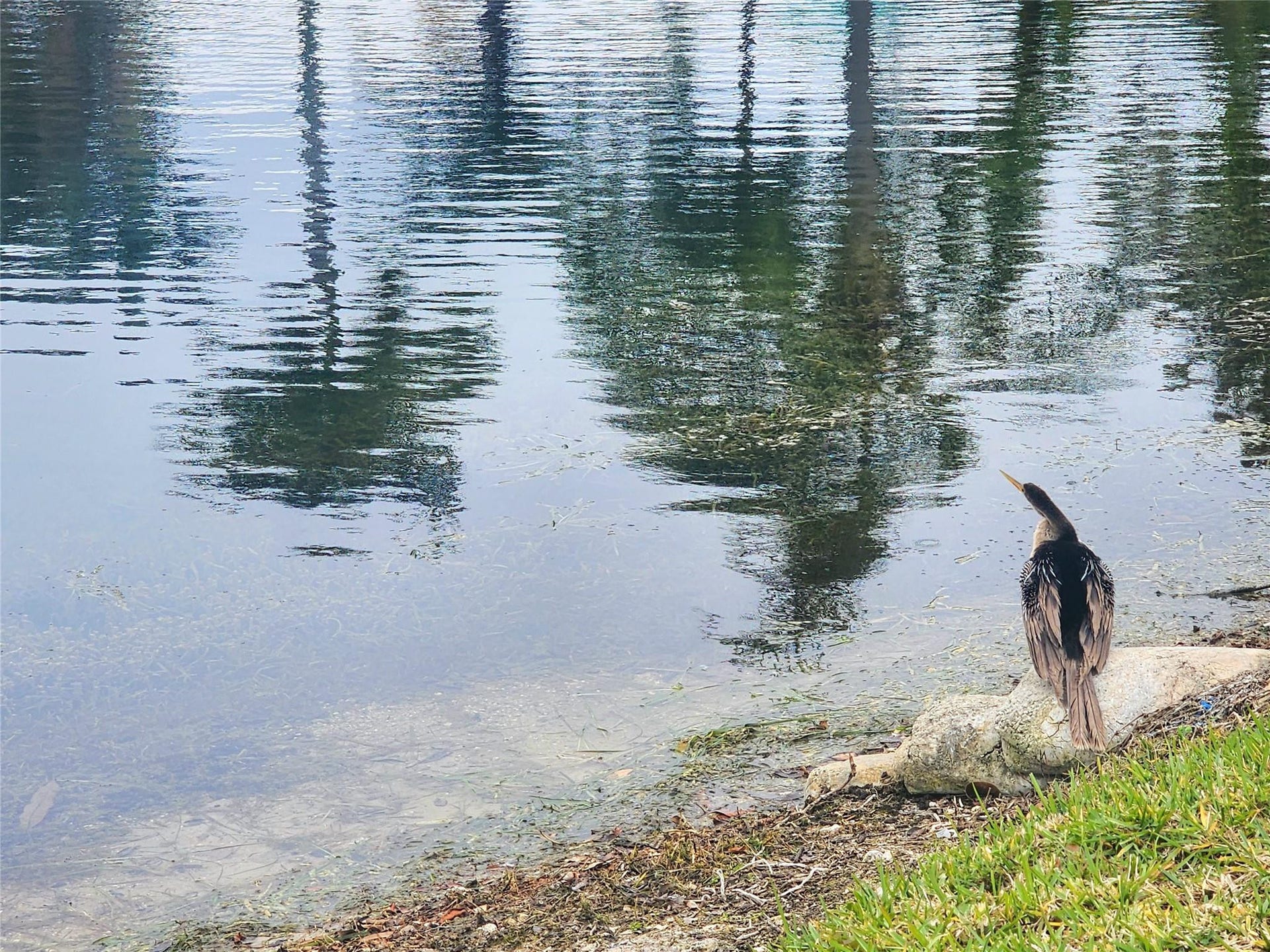 2223 Park Lane, #105, Hollywood, FL 33021 The lake attracts endless varieties of water and wading birds.