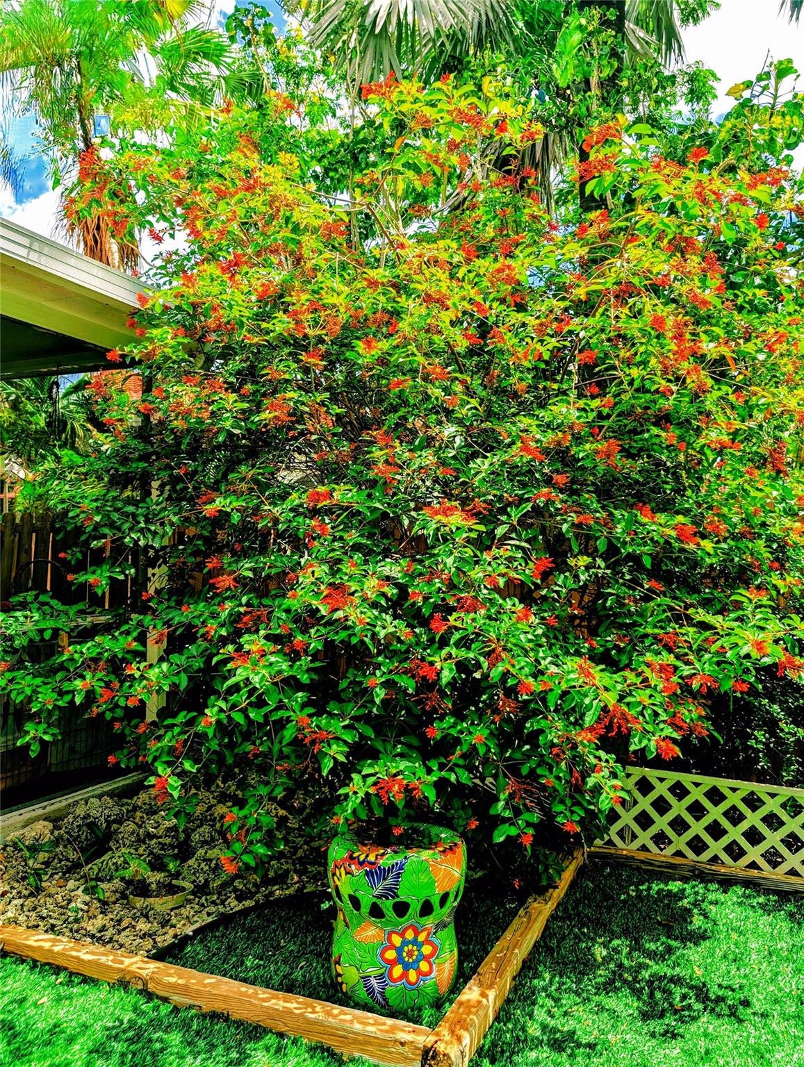 11240 Reveille Road, Cooper City, FL 33026 We are surrounded with butterfly bushes.
