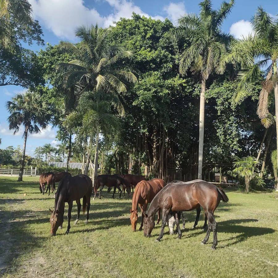 Property photo for 1100 D Road, Loxahatchee Groves, FL