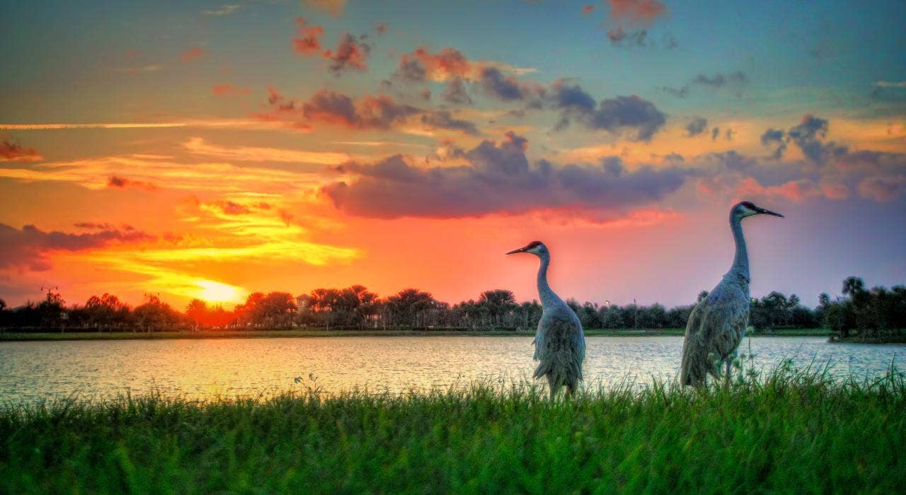 372 SW Feldman Avenue, Port St Lucie, FL 34953 Sand Hill Cranes