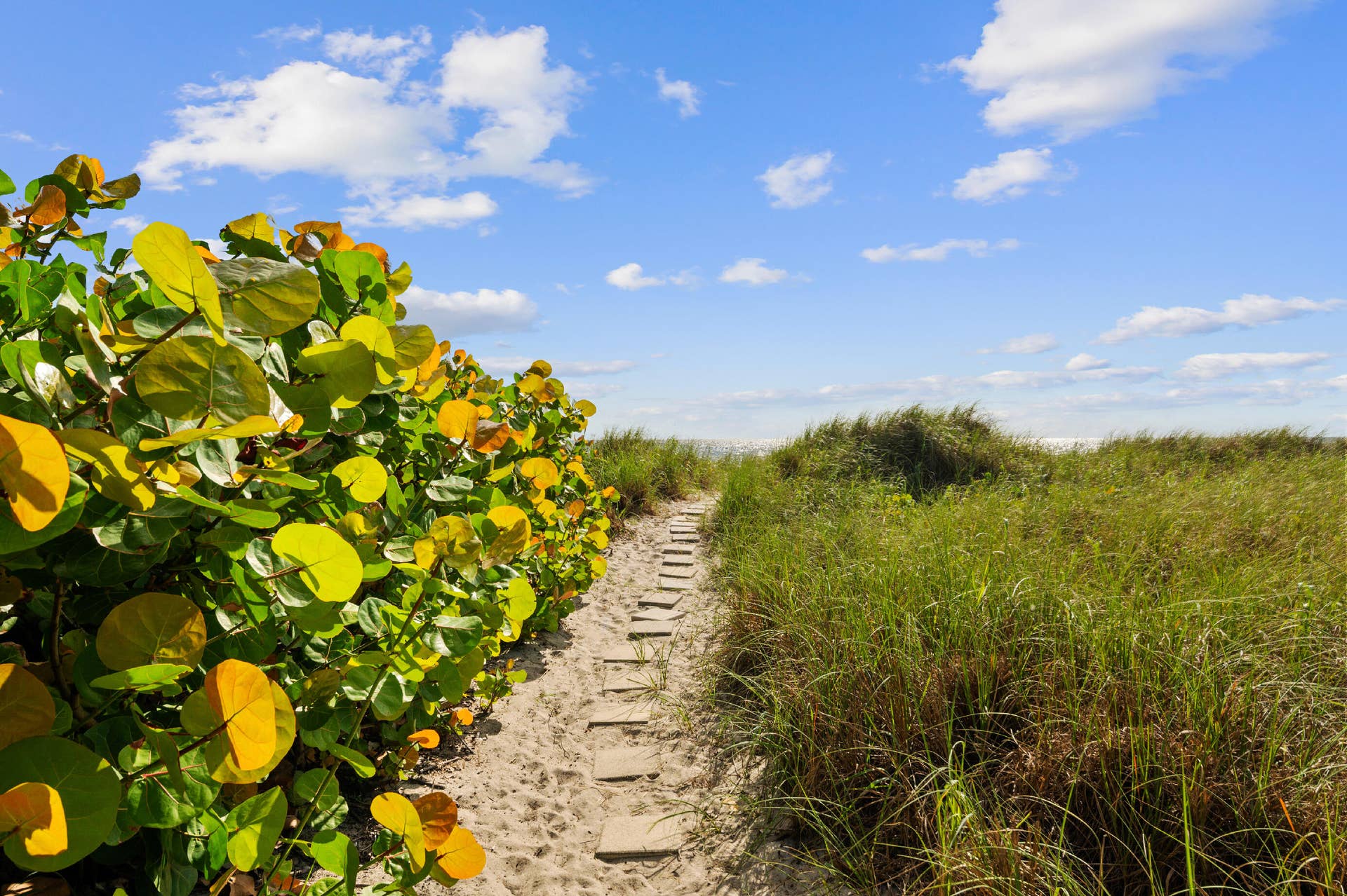 Deeded Beach Entry Path 4
