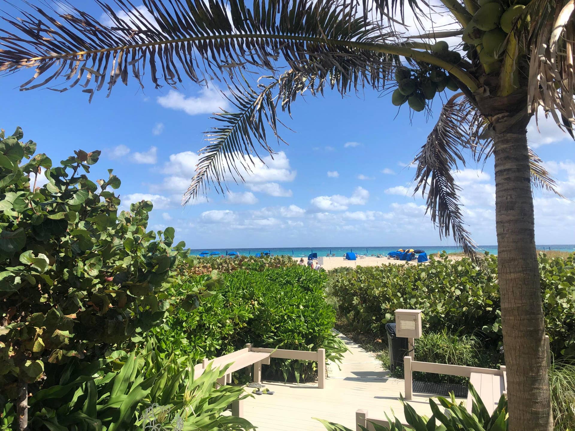 Landscaped pathway leading to beach access, bordered by lush foliage