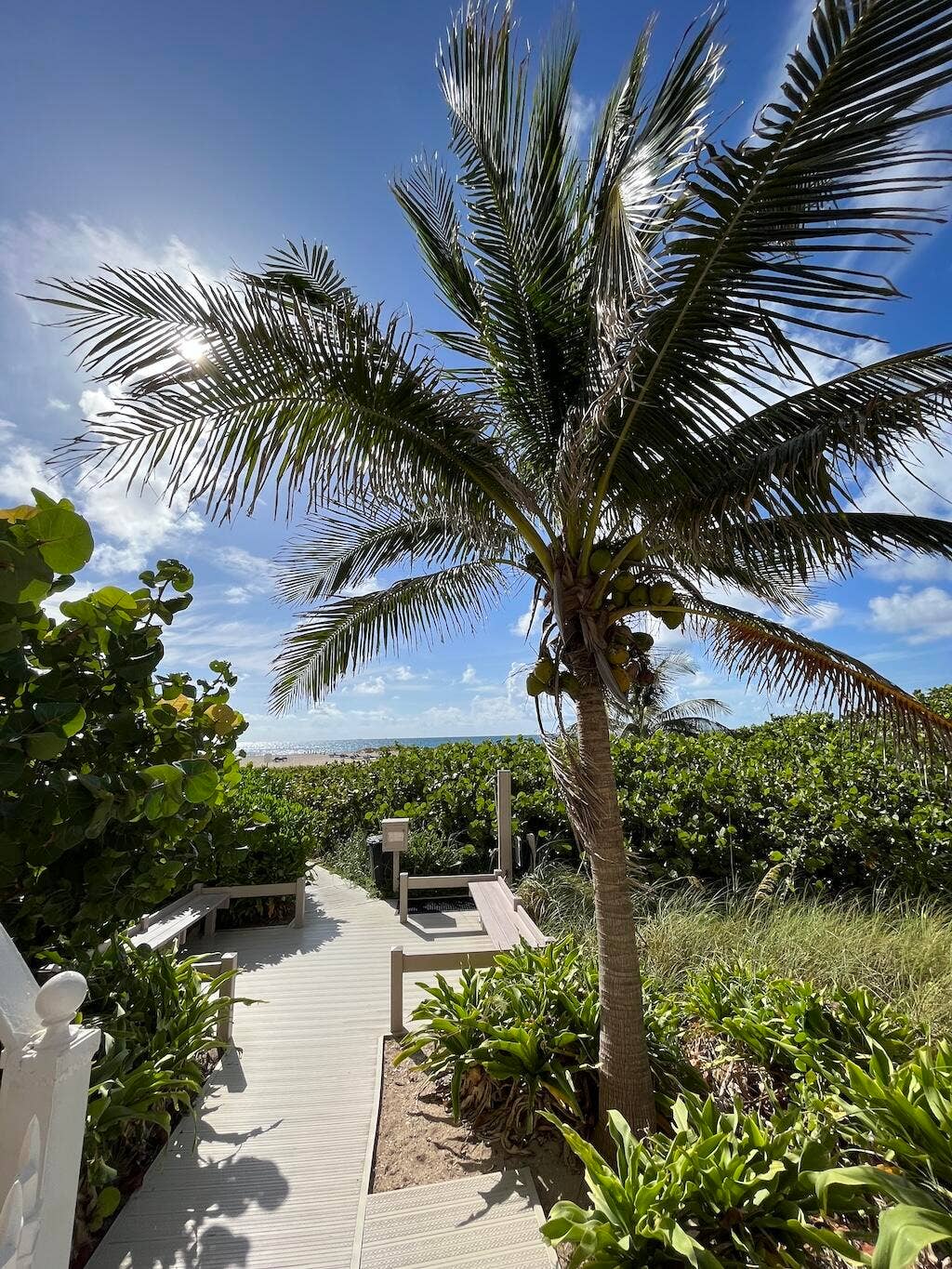 Expansive outdoor deck with integrated seating, lush landscaping, and mature palm trees