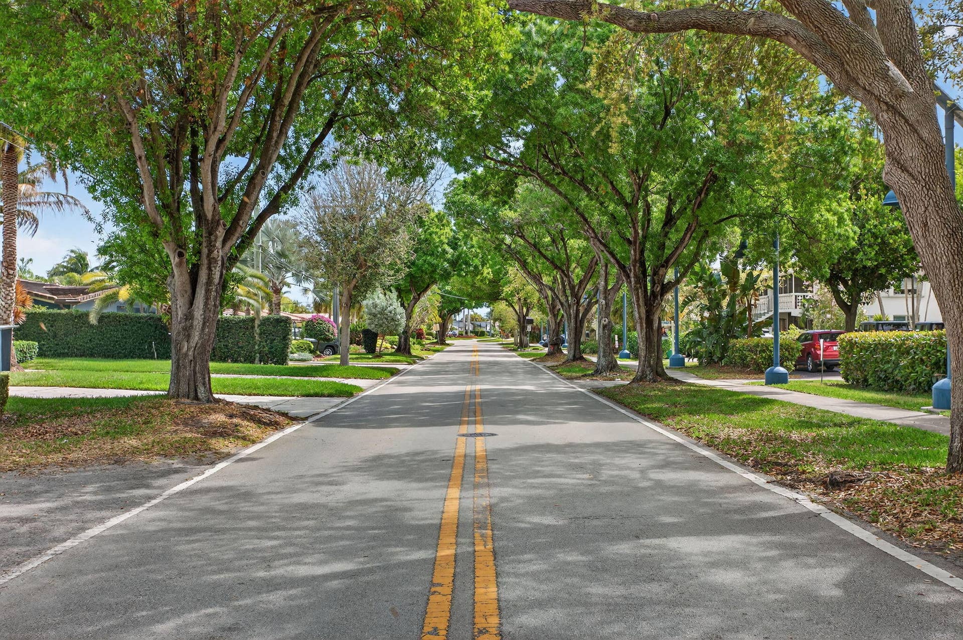 Treelined Street