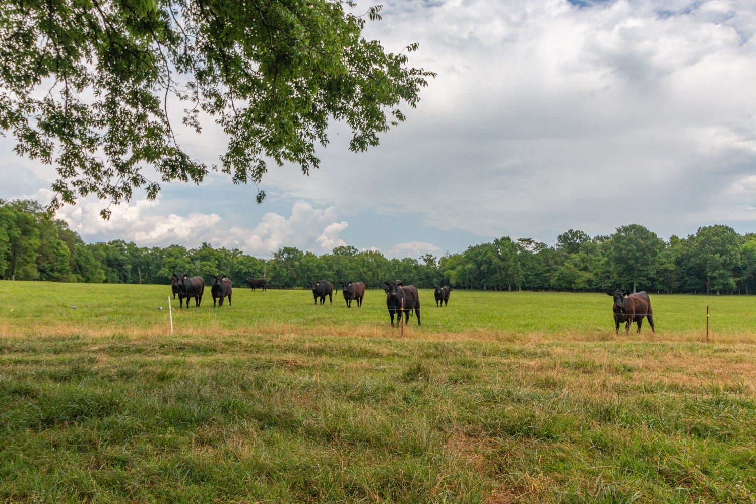 0 Wallace Thompson Road, Lewisburg, TN 37091 0 Wallace Thompson Road, Lewisburg, TN 37091