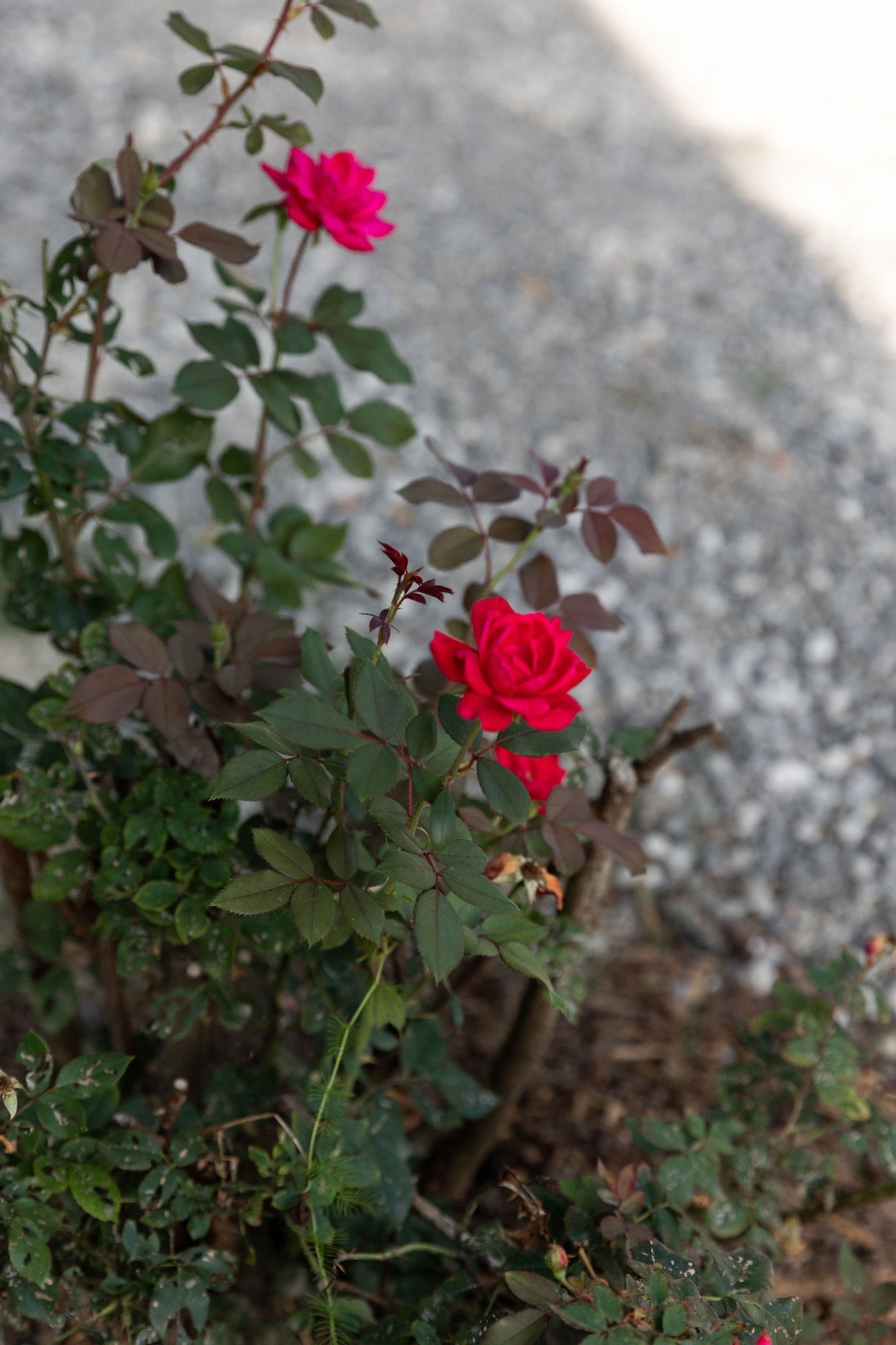1104 Matthews Pl, #A, Nashville, TN 37206 Gorgeous old roses for your stem vase!