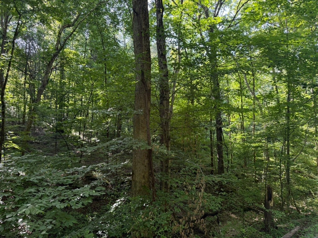 0 Roy Thompson, Mount Pleasant, TN 38474 0 Roy Thompson, Mount Pleasant, TN 38474