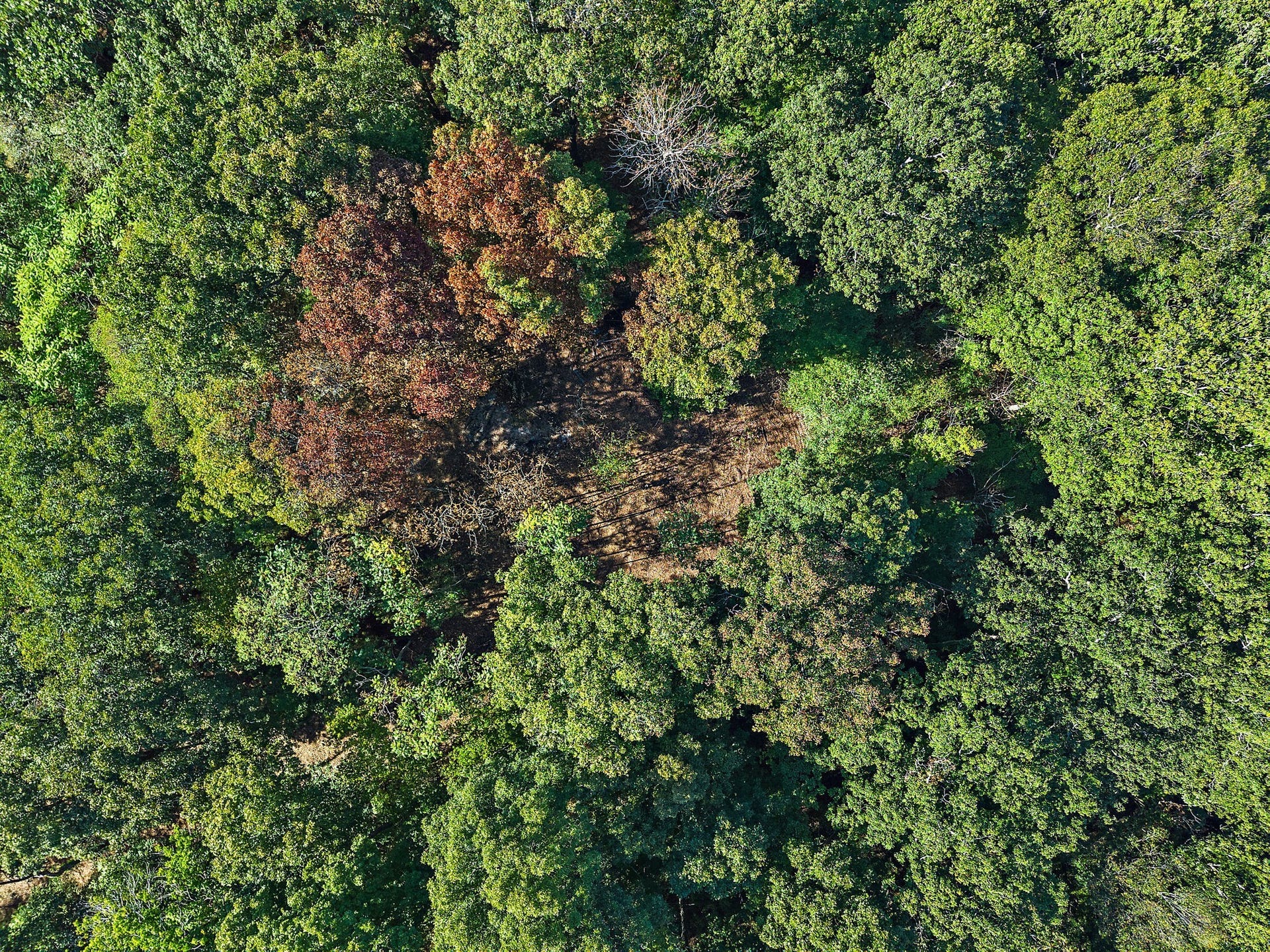5535 Old Hickory Blvd, Nashville, TN 37218 View of one of the home sites from above