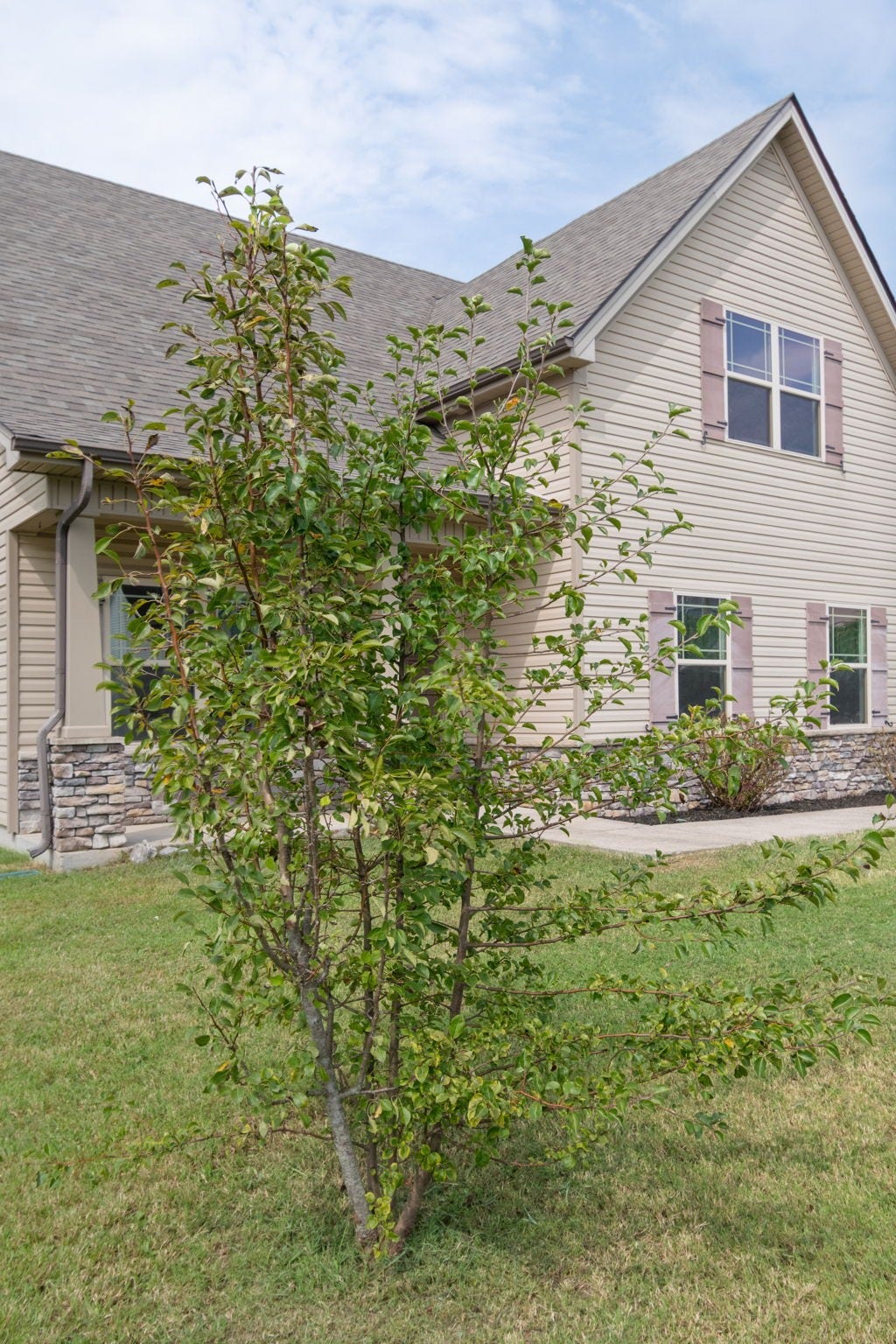 1504 Halverson Dr, Murfreesboro, TN 37128 And a pear tree!