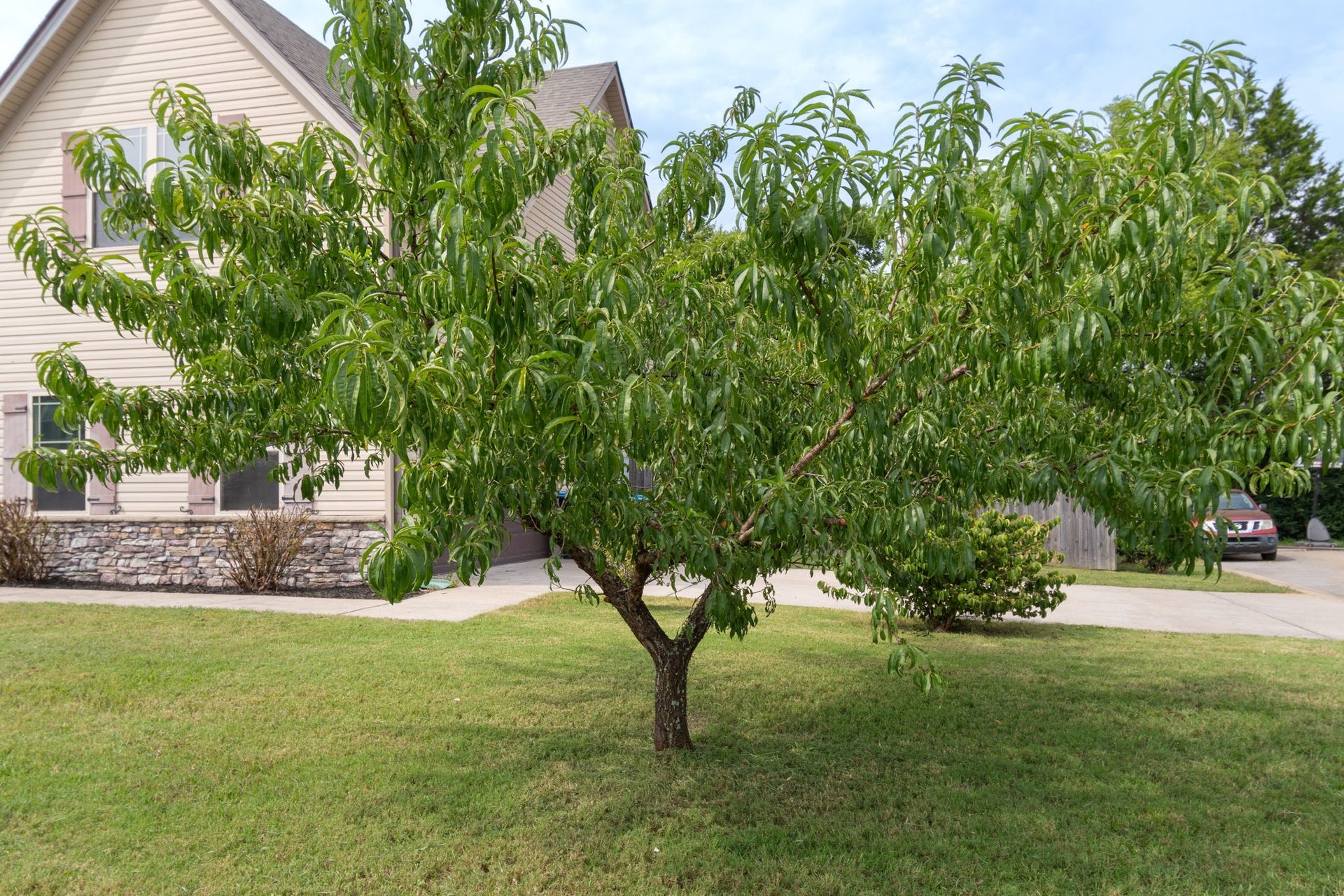 1504 Halverson Dr, Murfreesboro, TN 37128 Your own Peach tree !