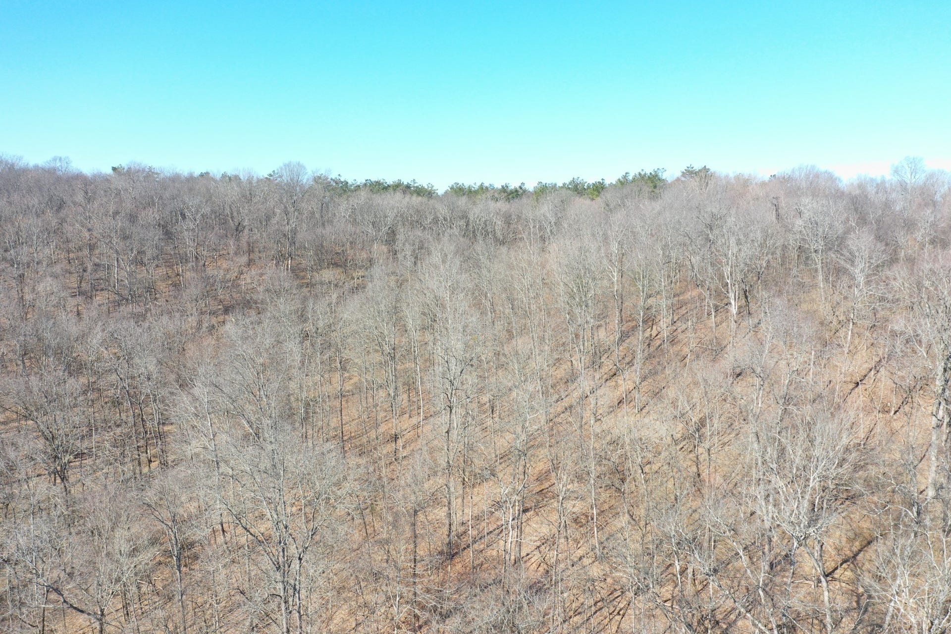 0 Dog Branch Rd, Mount Pleasant, TN 38474 0 Dog Branch Rd, Mount Pleasant, TN 38474