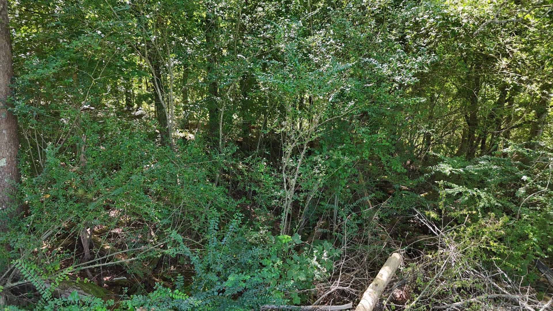 0 Fezzell Road, Decatur, TN 37322 0 Fezzell Road, Decatur, TN 37322